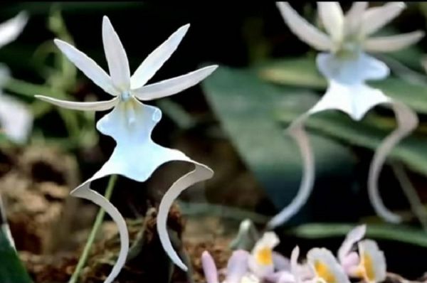 Take stock of the world's top ten rare and strange beautiful flowers