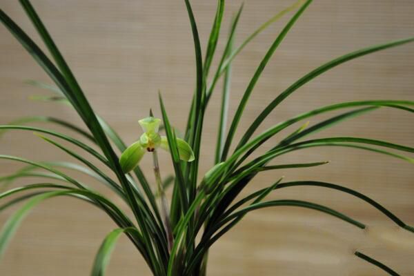 Remedial methods for stiff buds of potted orchids