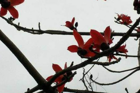 Kapok is the city flower of which city? when did it bloom?