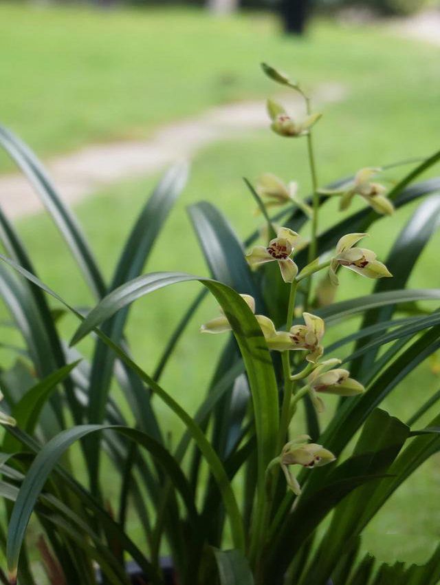 What is the regularity of humidity requirements of potted orchids?