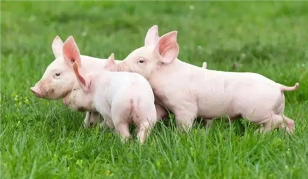 40 million pig farmers do not know how to 