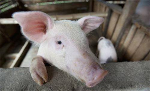 A brief discussion on the cracks in the concrete Pool structure in the Construction of Pig Farm (2)