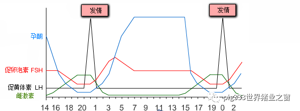 Hormone management (III)-using exogenous progesterone to control the time of estrus in sows