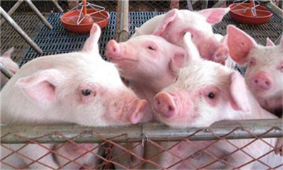 How many times a year do pigs reproduce during the pig breeding cycle?