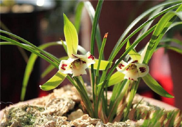 How to manage orchids correctly in early spring