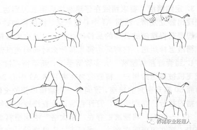 What are the aphrodisiac procedures for hollow sows in batch production?