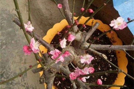 Fertilization method of plum blossom, what kind of fertilizer should be used?