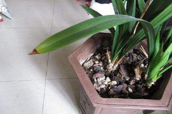 How to save the curly leaves of orchids