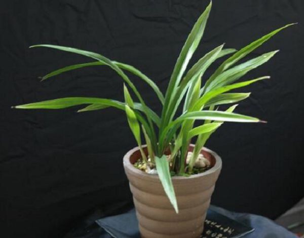 How to make orchids take root and count the methods of rapid rooting of orchids