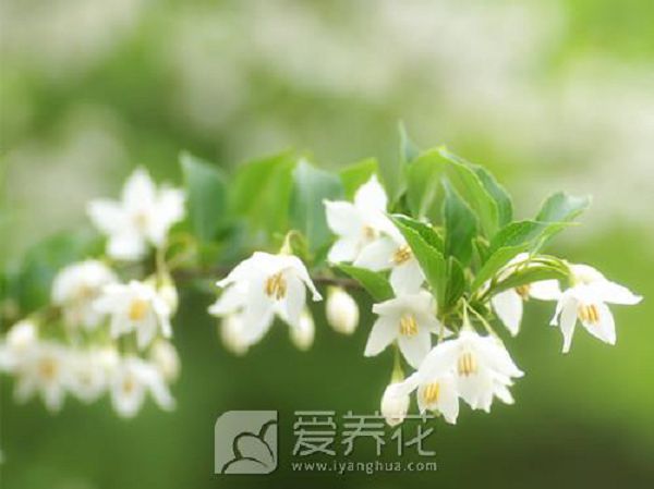 Three points for attention in the maintenance and Management of Flowers in Spring