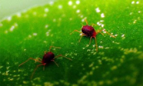 Some of the most common diseases and insect pests of flowers in spring