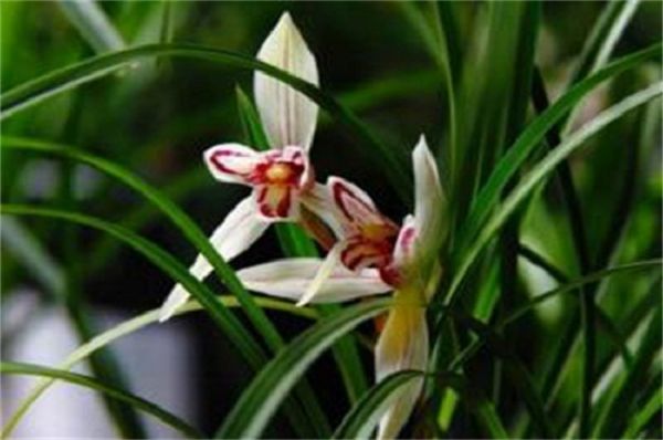 Can you raise orchids with coconut shells?