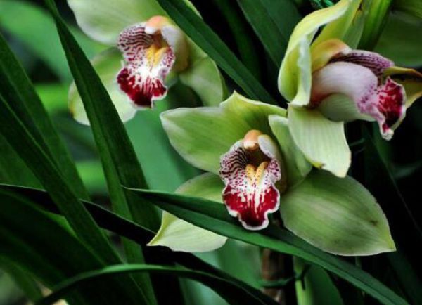 How to raise orchids in spring and the culture methods of orchids in spring