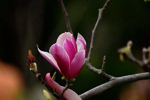 Poems about Magnolia