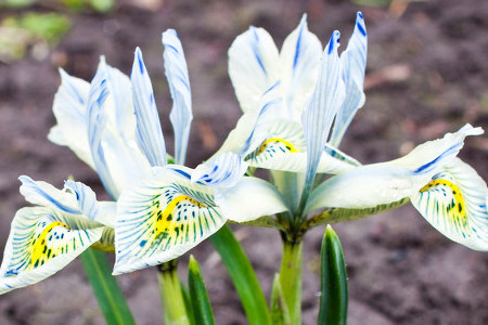 What do you pay attention to when raising irises at home? is it harmful to your health?