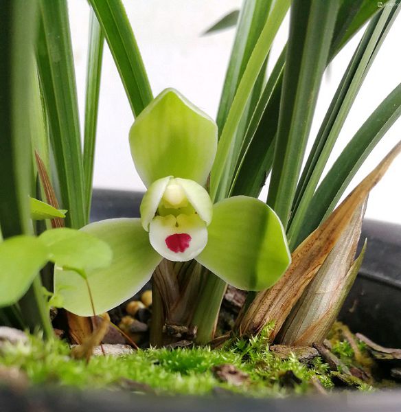 What does vernalization of orchids mean?