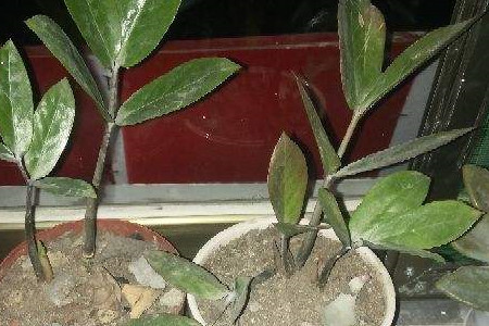 The benefits of raising lucky trees, are they toxic?