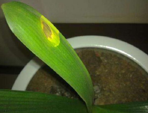 How does the gentleman orchid leaf have macula to do? quickly ventilate and spray the medicine.