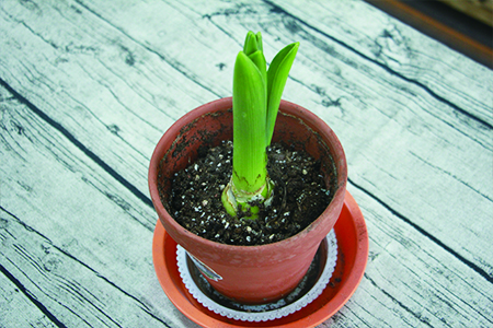 Is hyacinth poisonous? is it harmful to people?