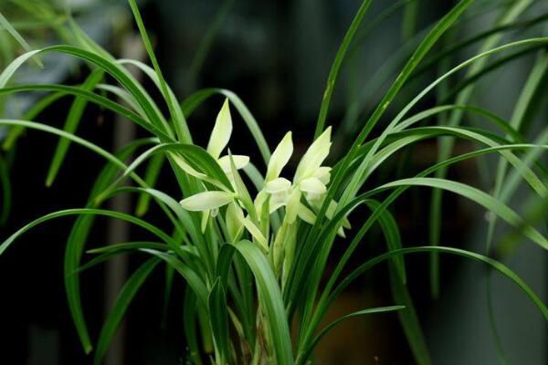 How to cultivate bluegrass and reasonable watering is the key to raise orchids well.