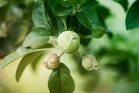 Can poppy seedlings be eaten as a dish? what happens if you eat them?