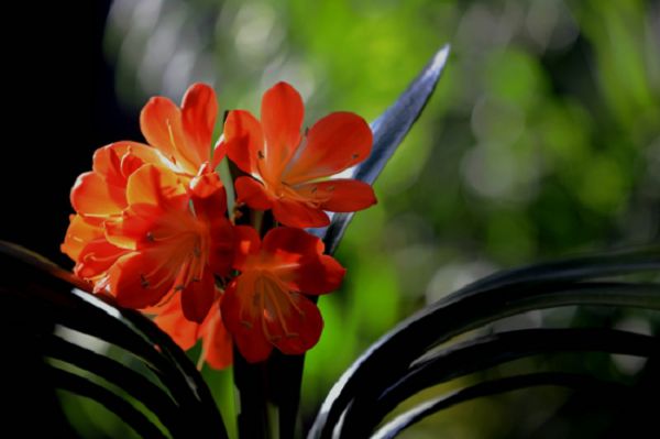 Why is the orchid blooming and not sturdy?