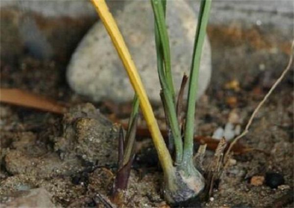 The method of covering the old man with orchids can be wrapped in water plants and planted in sand pots.