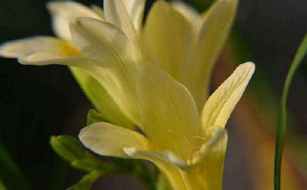 When does the vanilla blossom? What month is the flowering period of vanilla?