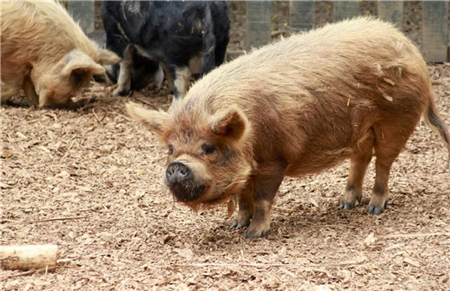 Learn these three methods of feeding and management of pigs in spring, so that your pig farm will no longer get sick!