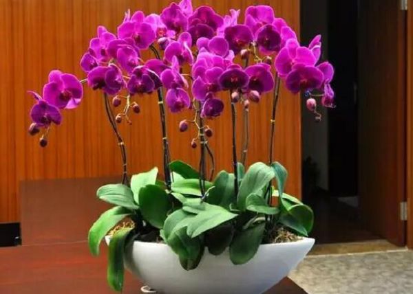 How to raise butterfly orchids? there are six ways to teach you how to grow beautiful orchids.