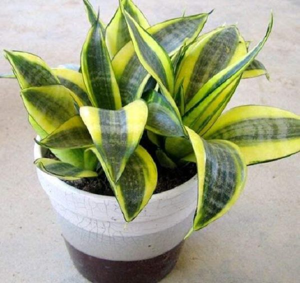 Star plants for purifying air, ranking of plants with the best purification ability