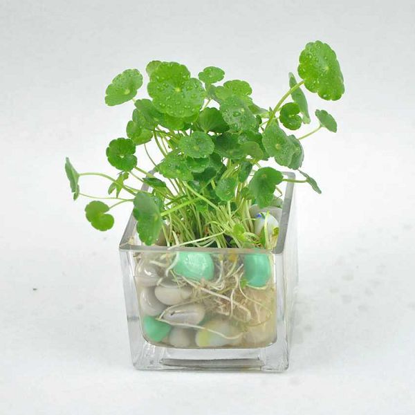 Can't grow flowers, try these hydroponic plants, as long as they can live in water.