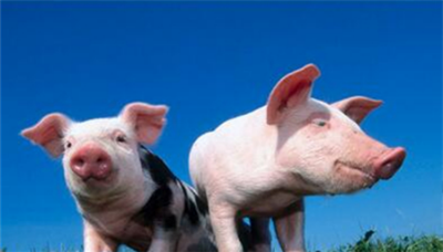 Prevention of piglet diarrhea by increasing feed nutrition (4)