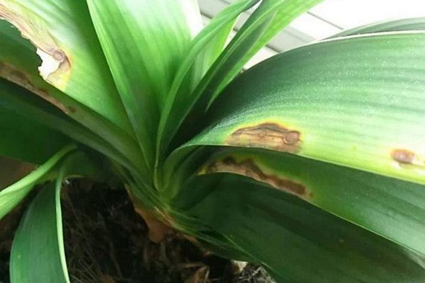 How to do if the leaves of Cymbidium have macula? spray medicine to change the basin soil.