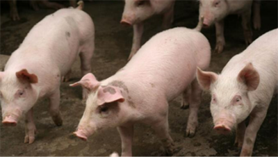 Strict prevention of porcine diarrhea caused by coronavirus disease in winter