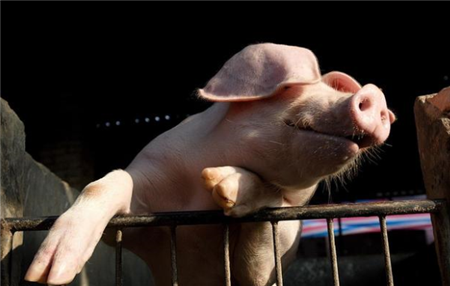 Don't be careless in feeding pigs, eight common symptoms of pig poisoning