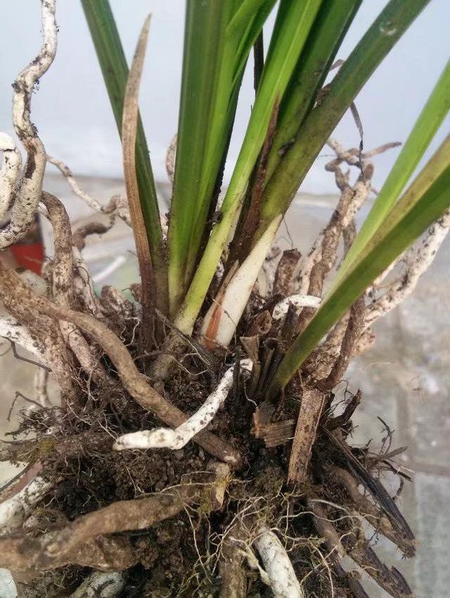 What if the wild orchid root is too long to fit in the flowerpot?