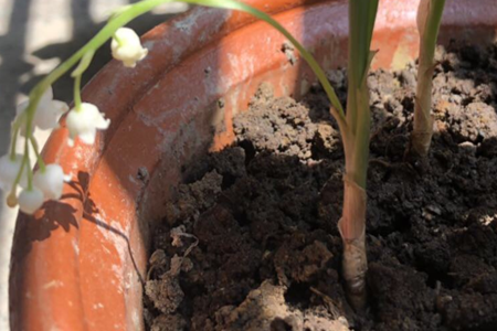 Can the lily of the valley be kept indoors? are there any points for attention?