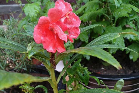 The function and effect of impatiens, is it a plant