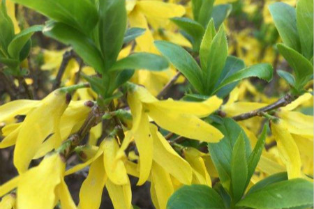 Efficacy and function, side effects and taboos of Forsythia suspensa