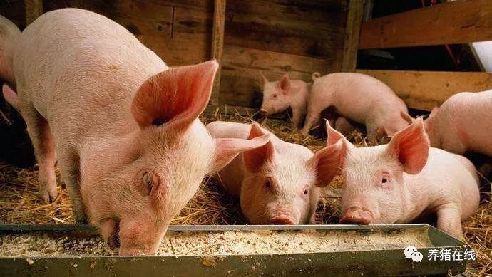 Do you know how to treat pig cough?