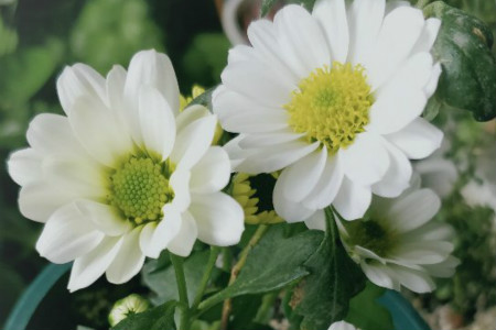 What is the difference between white crystal chrysanthemum and daisy?