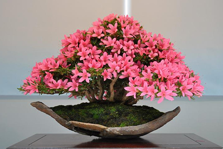 How to trim azaleas into bonsai? how to trim azaleas bonsai?