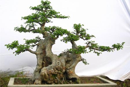 What trees can make bonsai in the countryside?