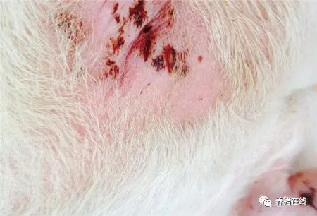 How to deal with pig trauma? So that you can become a veterinarian without having to study.