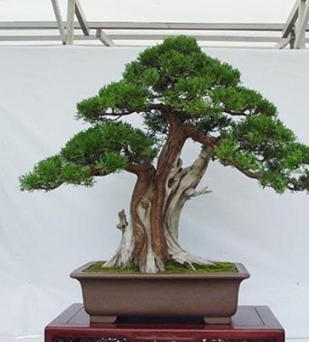 Maintenance and modeling of dragon and cypress bonsai