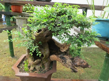 What is the best soil for tree stump bonsai?