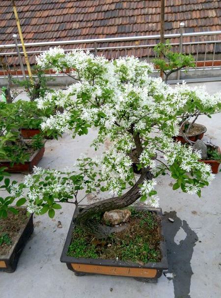 How to maintain the bonsai of tassel trees