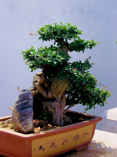 What stump is the best for bonsai? Learn these three points!