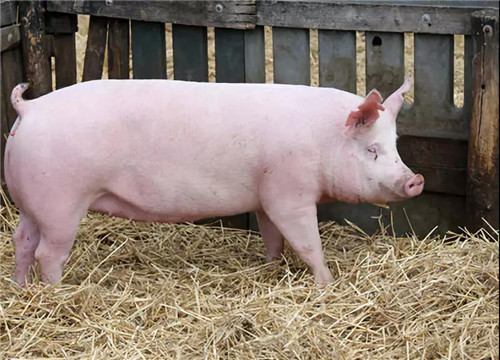 Pregnant sows with better fat condition are more likely to die suddenly. What is the cause?